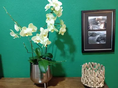a vase with white flowers in it on a table at The Orchid in Jajce