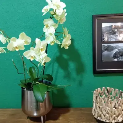 The Orchid