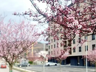 two trees with pink flowers in front of a building at Diamond Stan na Dan in Kiseljak