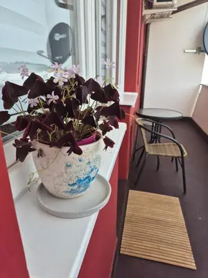 a potted plant sitting on a counter next to a window at Apartman Srbac in Srbac