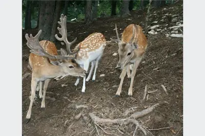 three deer standing next to each other in the woods at Andrea & Goran 106 in Vlasic