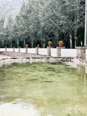 a pond of green water with fish in it at Restoran Motel Kanjon in Skender Vakuf
