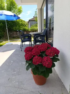 a pot of red flowers sitting on a patio at Apartman Una na dlanu, Novi Grad in Bosanski Novi
