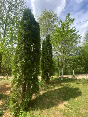 two evergreen trees in a field with trees at Studio apartman Farah in Bihać