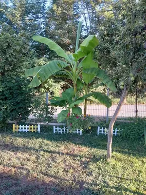 a small tree with green leaves in a yard at La Simba in Banja Luka