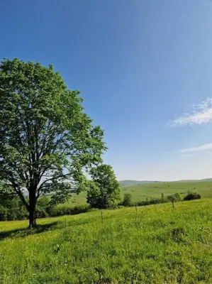 a tree in the middle of a green field at Lukina koliba-vikendica-Manjaca in Banja Luka