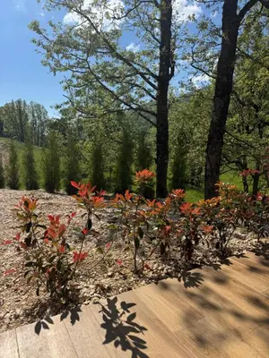 a garden with red flowers on a wooden path at Country House Lištani-renta quad in Livno