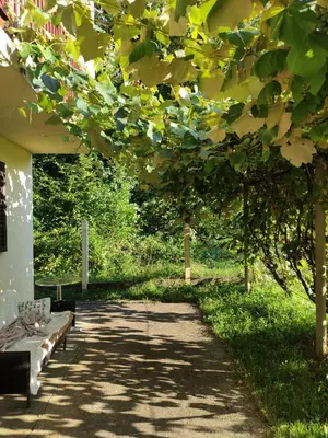 a walkway with a bench under a tree at Šumska Oaza in Laktaši
