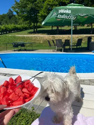 a dog is holding a plate of watermelon at Villa Uno Momento in Sreće