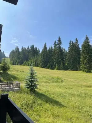 a green field with a christmas tree in the grass at Apartman Vlašić Eko Fis 508 in Šišava