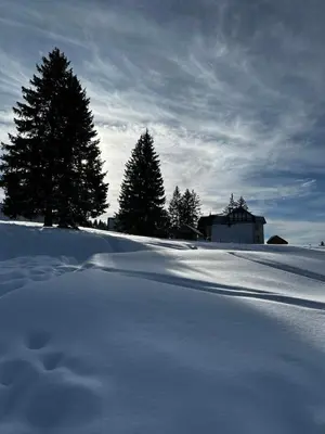 a snow covered field with trees and a house at Apartman Kovačević Vlašić in Vlasic
