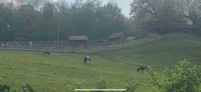 a group of horses grazing in a field at Relax House in Banja Luka