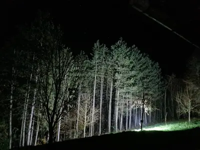 a group of trees lit up at night at Vikendica sa djakuzijem Borik in Grabova Kosa