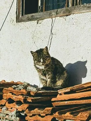 Gallery image of House in the middle of a quiet Bosnian village in Fojnica