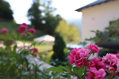a bunch of pink flowers in a garden at Rajske doline in Oćune