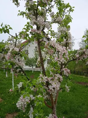 a tree with pink flowers in front of a house at Apartman HADŽILUK in Bugojno