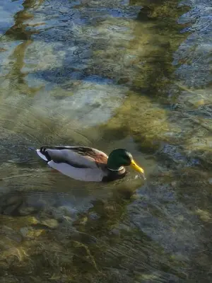 a duck swimming in the water at Nurr in Jajce