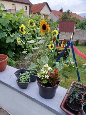 four pots of flowers on a table in a garden at VERANIJE Apartman in Livno