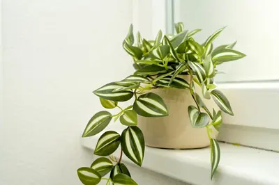 a green plant sitting on a window sill at Apartman Leo Jajce in Jajce