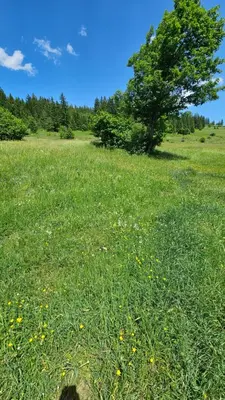 a field of green grass with a tree in the background at Villa Maglić Vlašić in Vlasic