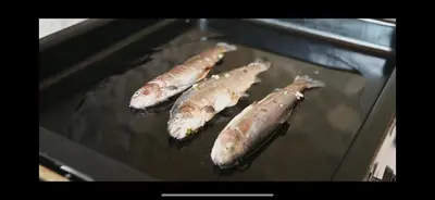 a group of fish swimming in the water at EJDE RESORT Šiljkovača in Velika Kladuša