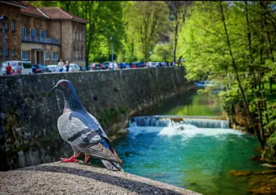 a pigeon sitting on a wall next to a river at Cottage MIRNI RAJ in Jajce