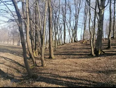 a forest of trees with their shadows on the ground at Camping Stevin ranc in Bosanska Dubica