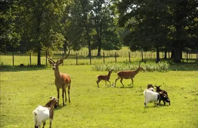 a group of animals standing in a field at Camping Stevin ranc in Bosanska Dubica