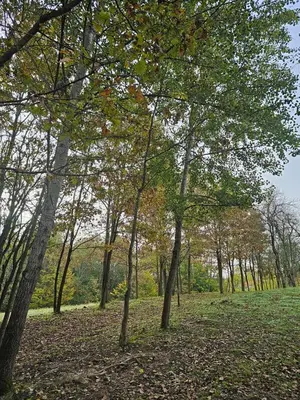 a group of trees in a field with leaves on the ground at Camping Stevin ranc in Bosanska Dubica