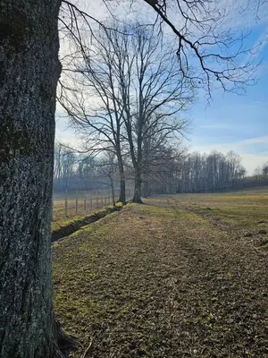 two trees in the middle of a field at Camping Stevin ranc in Bosanska Dubica