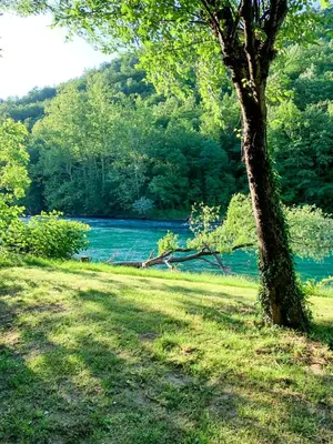 a tree sitting in the grass next to a lake at Unea House in Bihać