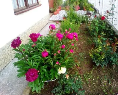 a garden with pink flowers in a yard at Apartman Amy Visoko in Visoko