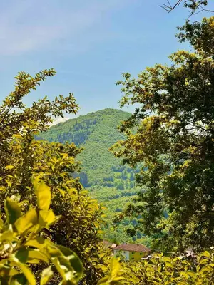 a view of a green mountain through the trees at Nedzad Barrel Apartments in Visoko