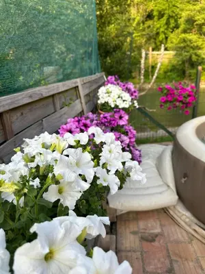 a bunch of white flowers in a garden at Apartman Green River Banja Luka in Bijeli Potok