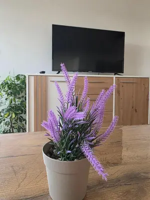 a purple plant in a pot on a table at Apartman LAVANDA in Teslić