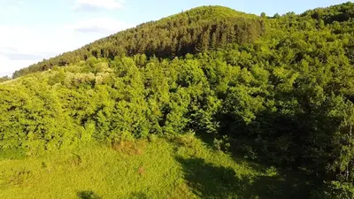 an overhead view of a forest of trees on a hill at AM Pyramid resting in Visoko