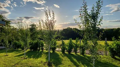 a row of trees in a field of grass at Brvnara N&N in Laktaši