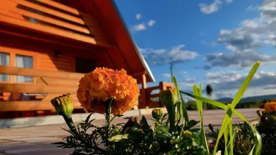 a flower in a garden in front of a house at Brvnara N&N in Laktaši