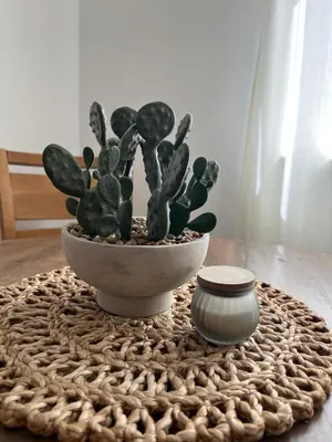 a cactus in a pot sitting on a table at Apartmani Pervan 2 in Livno