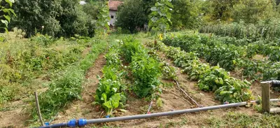 a field of green plants in a field at Haus Viktoria near Banja Luka in Banja Luka