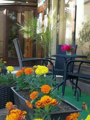 a group of chairs and flowers on a porch at Villa Una in Bihać