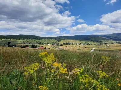 a field of grass with yellow flowers in the foreground at Planinska Vikendica Kupres Novo Selo