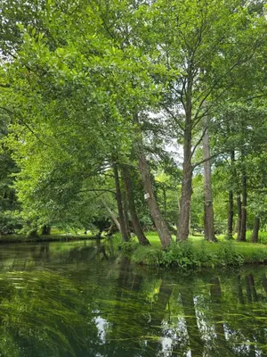 a river with trees and grass next to a forest at Kamp Glamp Plivska Oaza in Jajce