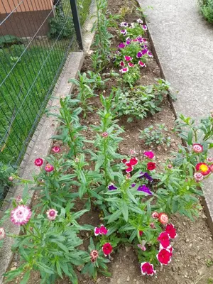 a garden with pink and purple flowers next to a fence at Guest House 369 in Jajce