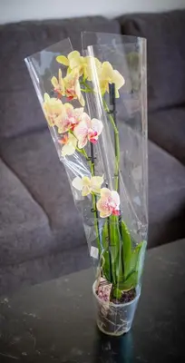 a glass vase with flowers in it on a table at Apartman Sunset Doboj in Doboj