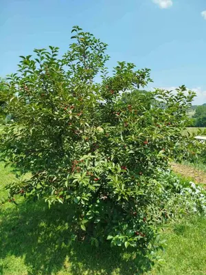 a large apple tree with red apples on it at Apartmani LIDER Visoko in Visoko