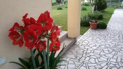 a vase of red flowers sitting next to a building at Apartment Anastasija in Doboj