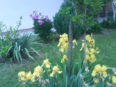 a bunch of yellow flowers in a yard at Apartment Anastasija in Doboj