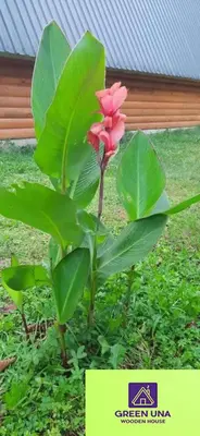 a pink flower on a plant with green leaves at Green Una Wooden House in Kulen Vakuf