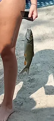a person holding a fish in a persons hand at Vikendica Šapat Sane, Prijedor